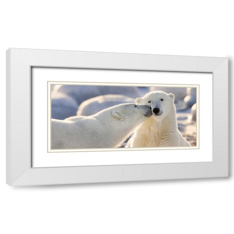 Canada, Manitoba, Churchill Polar bear kiss White Modern Wood Framed Art Print with Double Matting by Kaveney, Wendy
