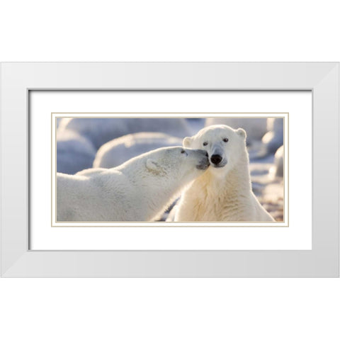 Canada, Manitoba, Churchill Polar bear kiss White Modern Wood Framed Art Print with Double Matting by Kaveney, Wendy