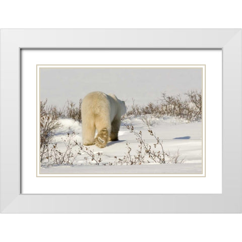 Canada, Manitoba, Churchill Walking polar bear White Modern Wood Framed Art Print with Double Matting by Kaveney, Wendy