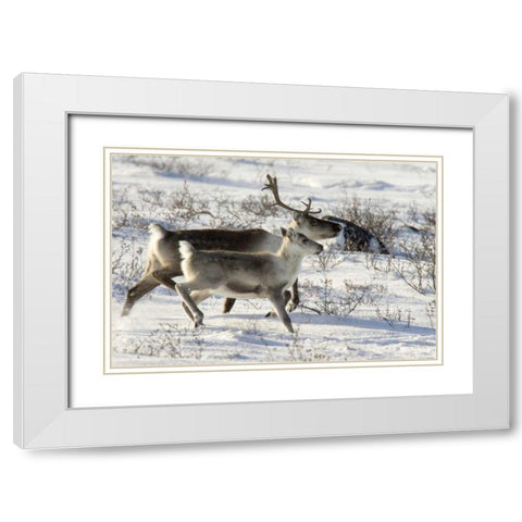 Canada, Manitoba, Caribou starting to run White Modern Wood Framed Art Print with Double Matting by Kaveney, Wendy
