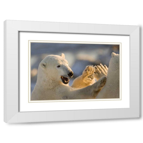 Canada, Churchill Sparring polar bears White Modern Wood Framed Art Print with Double Matting by Kaveney, Wendy