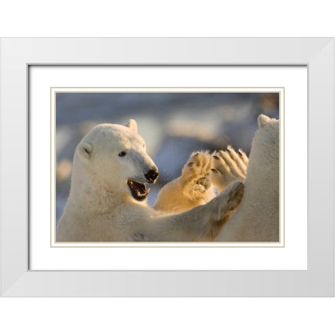 Canada, Churchill Sparring polar bears White Modern Wood Framed Art Print with Double Matting by Kaveney, Wendy