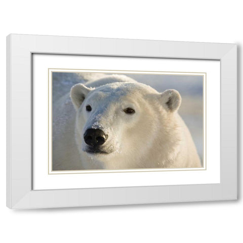 Canada, Churchill Portrait of polar bear White Modern Wood Framed Art Print with Double Matting by Kaveney, Wendy