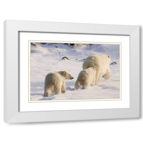Canada, Churchill Polar bear cubs follow mother White Modern Wood Framed Art Print with Double Matting by Kaveney, Wendy