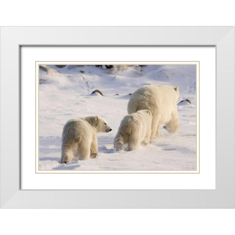 Canada, Churchill Polar bear cubs follow mother White Modern Wood Framed Art Print with Double Matting by Kaveney, Wendy