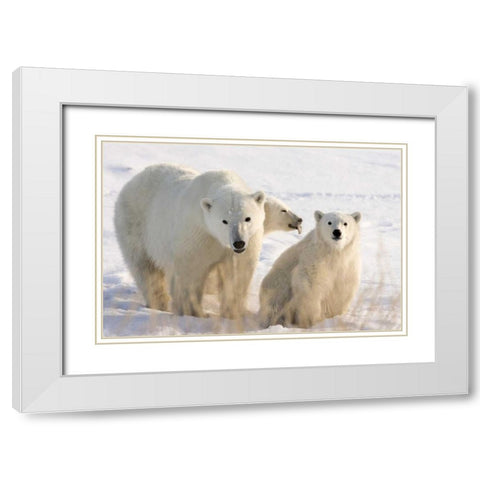Canada, Churchill Mother polar bear and two cubs White Modern Wood Framed Art Print with Double Matting by Kaveney, Wendy