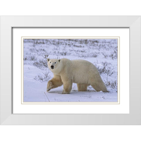 Canada, Wapusk NP Polar bear walking on tundra White Modern Wood Framed Art Print with Double Matting by Grall, Don
