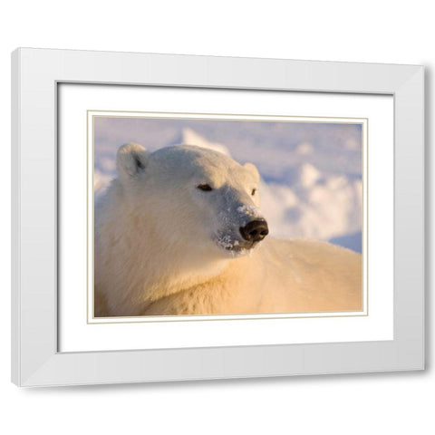 Canada, Manitoba, Churchill Polar bear White Modern Wood Framed Art Print with Double Matting by Kaveney, Wendy