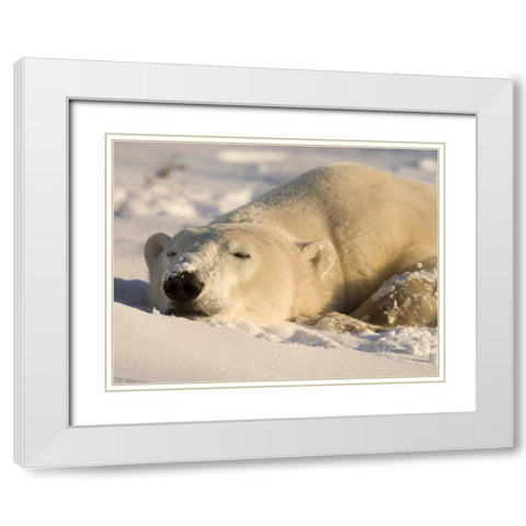 Canada, Manitoba, Churchill Sleeping polar bear White Modern Wood Framed Art Print with Double Matting by Kaveney, Wendy
