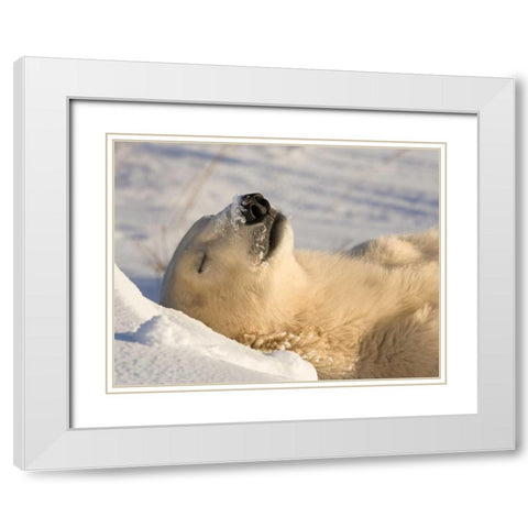 Canada, Manitoba, Churchill Sleeping polar bear White Modern Wood Framed Art Print with Double Matting by Kaveney, Wendy