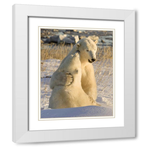 Canada, Churchill Sparring polar bears White Modern Wood Framed Art Print with Double Matting by Kaveney, Wendy