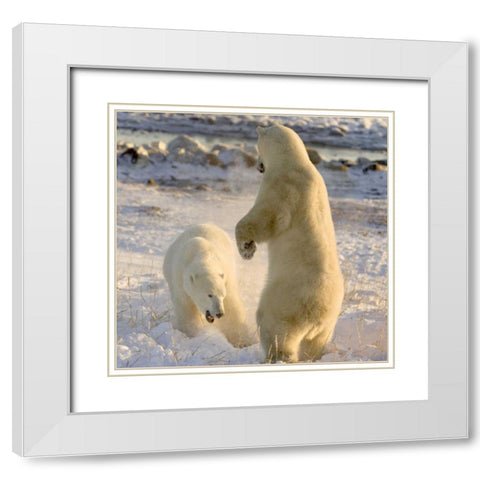 Canada, Churchill Sparring polar bears White Modern Wood Framed Art Print with Double Matting by Kaveney, Wendy