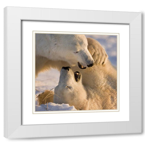 Canada, Churchill Sparring polar bears White Modern Wood Framed Art Print with Double Matting by Kaveney, Wendy