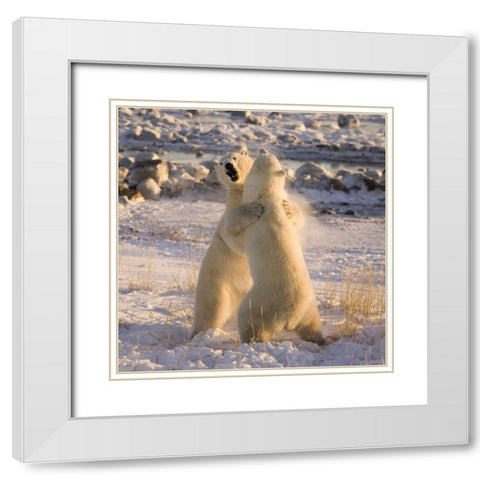 Canada, Churchill Sparring polar bears White Modern Wood Framed Art Print with Double Matting by Kaveney, Wendy
