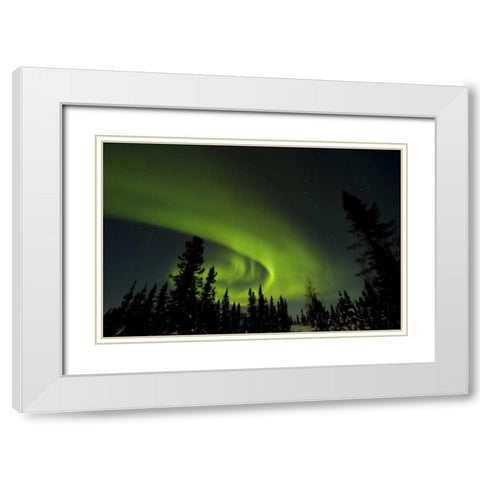 Canada, Manitoba Aurora borealis and trees White Modern Wood Framed Art Print with Double Matting by Illg, Cathy and Gordon