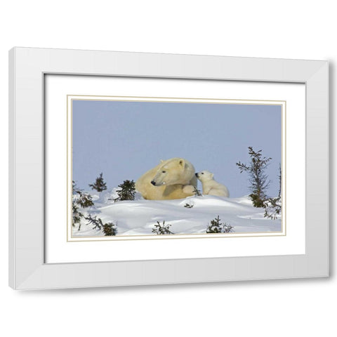 Canada, Manitoba, Wapusk Polar bear cub playing White Modern Wood Framed Art Print with Double Matting by Illg, Cathy and Gordon
