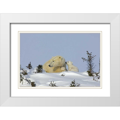 Canada, Manitoba, Wapusk Polar bear cub playing White Modern Wood Framed Art Print with Double Matting by Illg, Cathy and Gordon