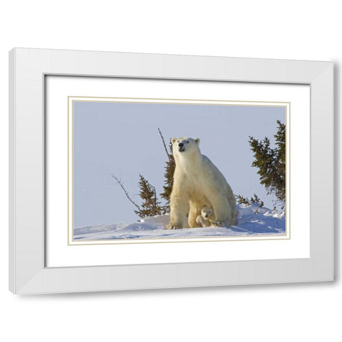 Canada, Wapusk NP Polar bear cub and mother White Modern Wood Framed Art Print with Double Matting by Illg, Cathy and Gordon