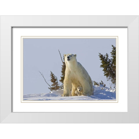 Canada, Wapusk NP Polar bear cub and mother White Modern Wood Framed Art Print with Double Matting by Illg, Cathy and Gordon