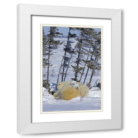 Canada, Wapusk NP Polar bear cubs and mother White Modern Wood Framed Art Print with Double Matting by Illg, Cathy and Gordon