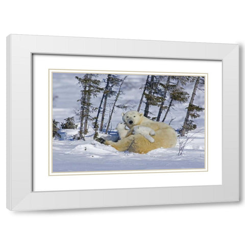 Canada, Wapusk NP Polar bear cubs playing White Modern Wood Framed Art Print with Double Matting by Illg, Cathy and Gordon
