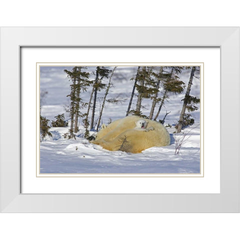 Canada, Manitoba, Wapusk NP Polar bear cub yawns White Modern Wood Framed Art Print with Double Matting by Illg, Cathy and Gordon