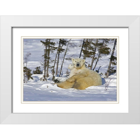 Canada, Manitoba, Wapusk Polar bear cub playing White Modern Wood Framed Art Print with Double Matting by Illg, Cathy and Gordon