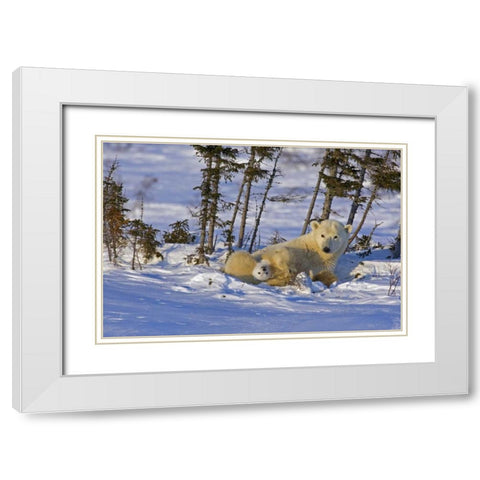 Canada, Wapusk NP Polar bear cub with its mother White Modern Wood Framed Art Print with Double Matting by Illg, Cathy and Gordon
