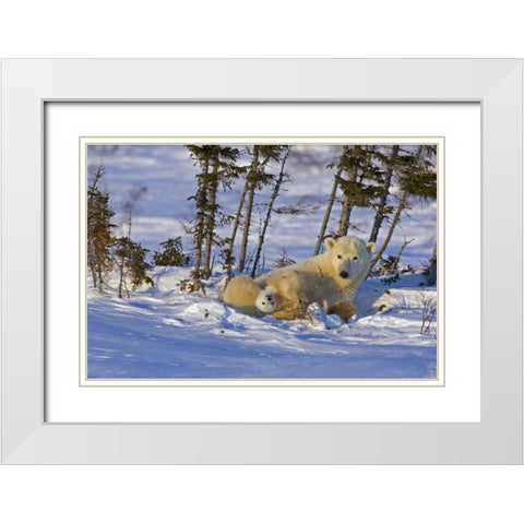 Canada, Wapusk NP Polar bear cub with its mother White Modern Wood Framed Art Print with Double Matting by Illg, Cathy and Gordon