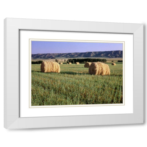 Canada, Manitoba, rolled hay bales in field White Modern Wood Framed Art Print with Double Matting by Grandmaison, Mike