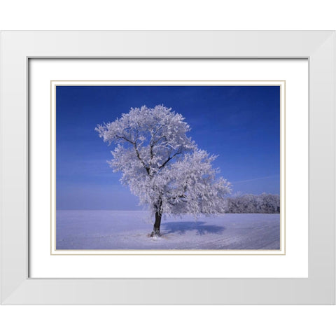 Canada, Dugald, hoarfrost on cottonwood trees White Modern Wood Framed Art Print with Double Matting by Grandmaison, Mike