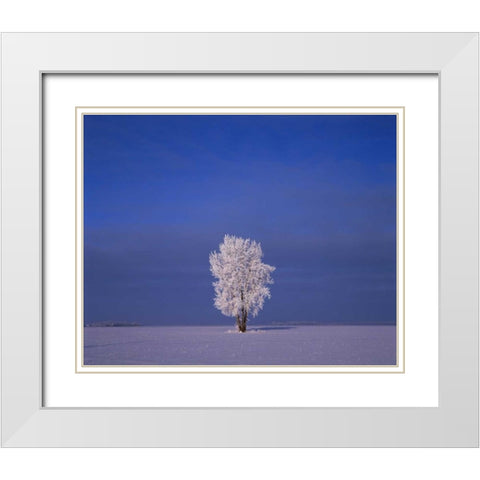 Canada, Dugald, hoarfrost on cottonwood trees White Modern Wood Framed Art Print with Double Matting by Grandmaison, Mike