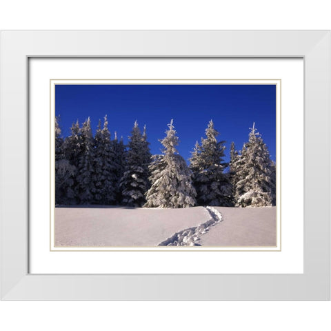 Canada, Manitoba, Riding Mountain NP White Modern Wood Framed Art Print with Double Matting by Grandmaison, Mike
