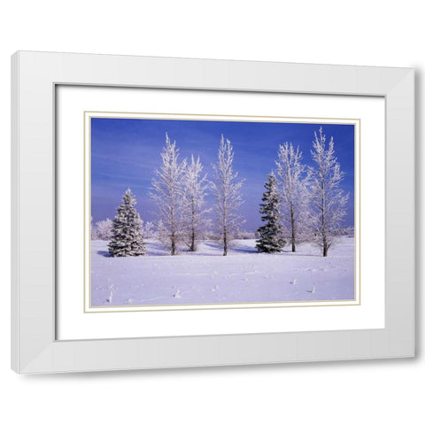 Canada, Manitoba, Birds Hill Provincial Park White Modern Wood Framed Art Print with Double Matting by Grandmaison, Mike