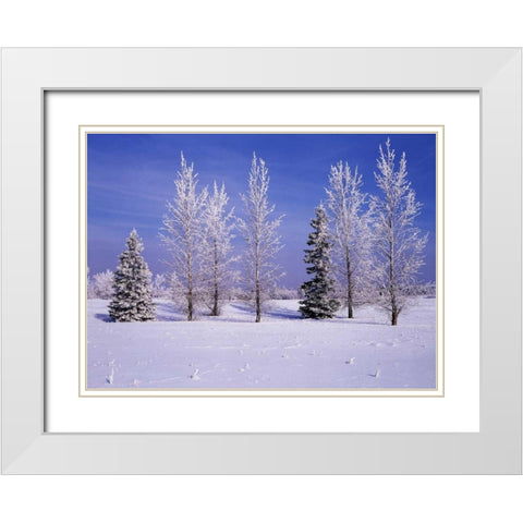 Canada, Manitoba, Birds Hill Provincial Park White Modern Wood Framed Art Print with Double Matting by Grandmaison, Mike