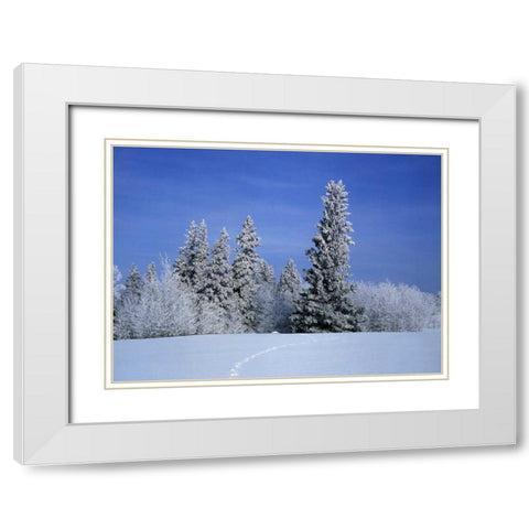 Canada, Manitoba, Birds Hill Provincial Park White Modern Wood Framed Art Print with Double Matting by Grandmaison, Mike