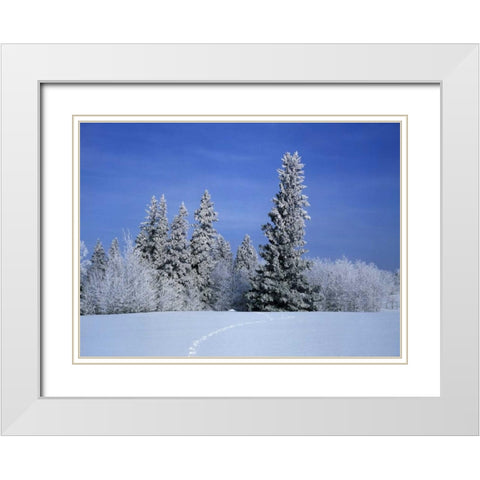 Canada, Manitoba, Birds Hill Provincial Park White Modern Wood Framed Art Print with Double Matting by Grandmaison, Mike