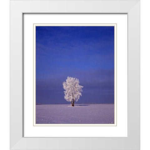 Canada, Dugald, hoarfrost on cottonwood tree White Modern Wood Framed Art Print with Double Matting by Grandmaison, Mike