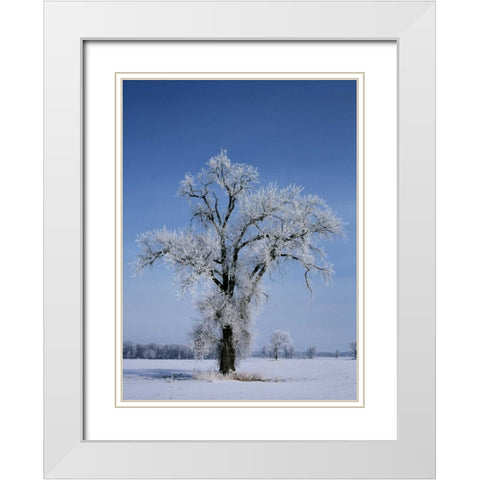 Canada, St Adolphe, hoarfrost on cottonwood tree White Modern Wood Framed Art Print with Double Matting by Grandmaison, Mike