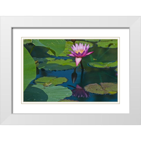 Canada, Manitoba, Winnipeg Frog on lily pad White Modern Wood Framed Art Print with Double Matting by Grandmaison, Mike
