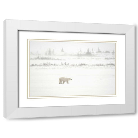 Canada, Churchill Polar bear walking on tundra White Modern Wood Framed Art Print with Double Matting by Grandmaison, Mike