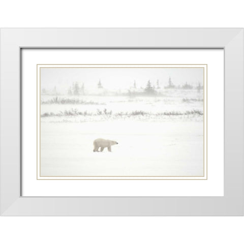 Canada, Churchill Polar bear walking on tundra White Modern Wood Framed Art Print with Double Matting by Grandmaison, Mike