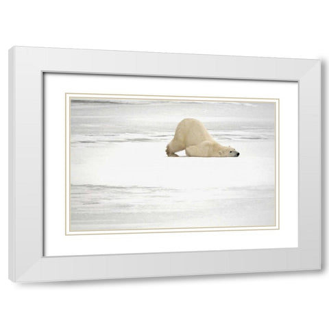 Canada, Churchill Polar bear scratching itself White Modern Wood Framed Art Print with Double Matting by Grandmaison, Mike