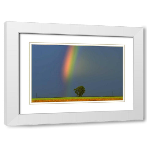 Canada, Dugald Rainbow and cottonwood tree White Modern Wood Framed Art Print with Double Matting by Grandmaison, Mike