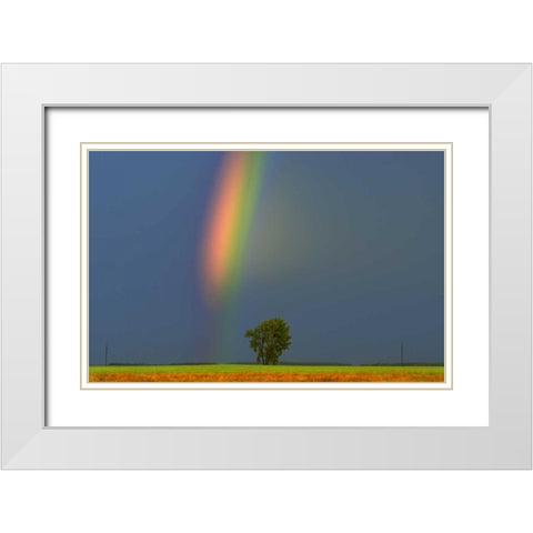 Canada, Dugald Rainbow and cottonwood tree White Modern Wood Framed Art Print with Double Matting by Grandmaison, Mike