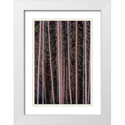 Canada, Manitoba Stark spruce trees White Modern Wood Framed Art Print with Double Matting by Grandmaison, Mike