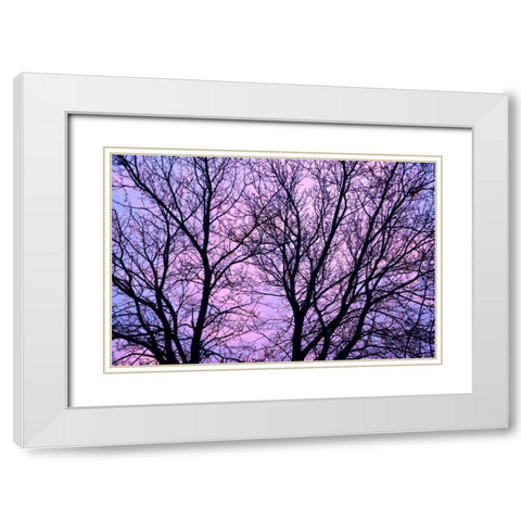 Canada, Winnipeg Branches of a sliver maple White Modern Wood Framed Art Print with Double Matting by Grandmaison, Mike