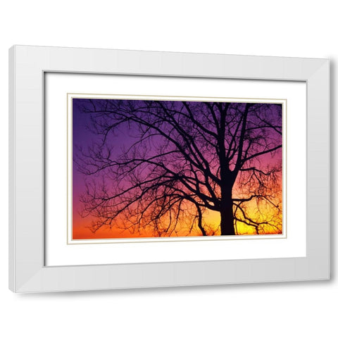 Canada, Manitoba Cottonwood tree at sunset White Modern Wood Framed Art Print with Double Matting by Grandmaison, Mike