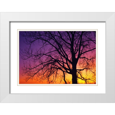 Canada, Manitoba Cottonwood tree at sunset White Modern Wood Framed Art Print with Double Matting by Grandmaison, Mike