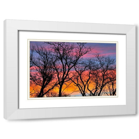 Canada, Manitoba Trees at sunrise White Modern Wood Framed Art Print with Double Matting by Grandmaison, Mike